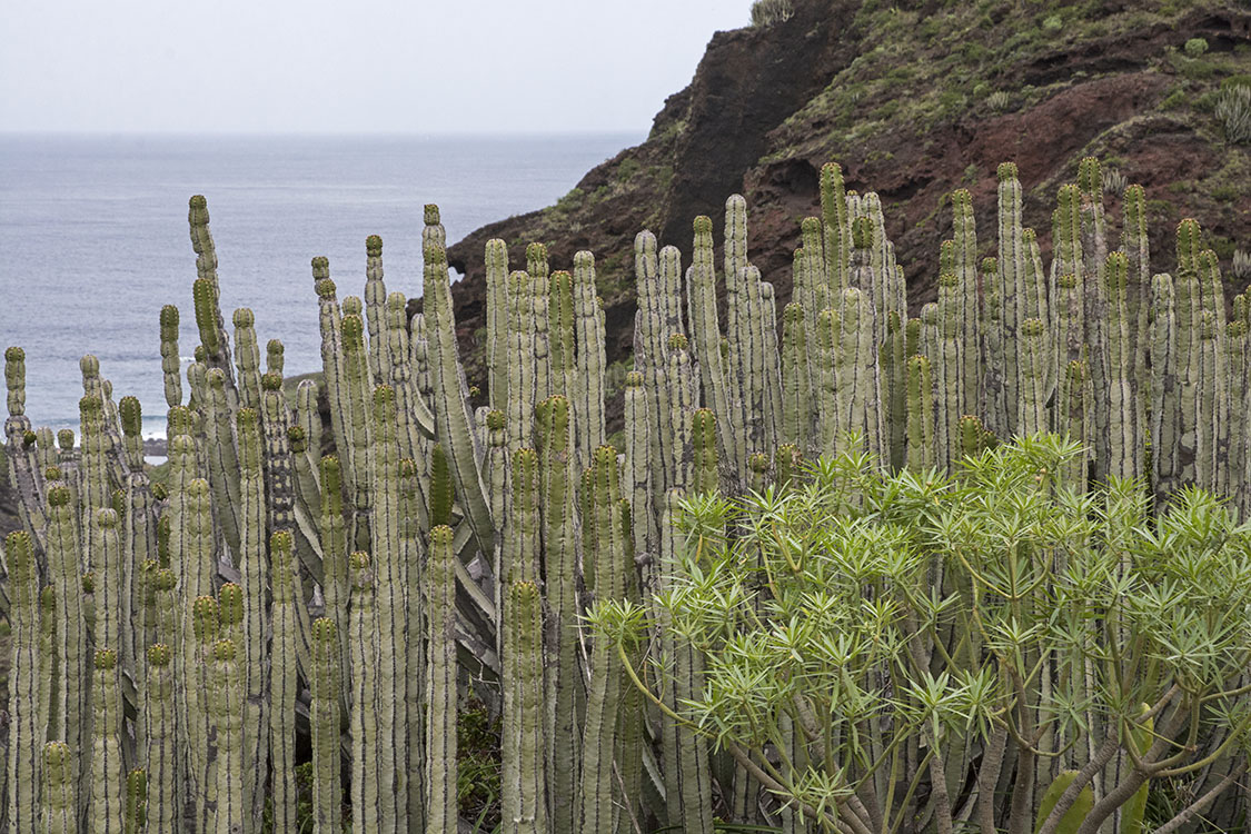 Tenerife